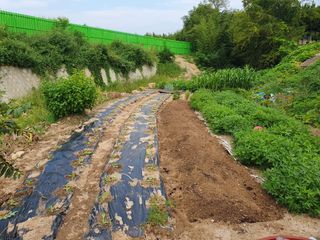 안지댁님의 배추 · 영농일지 작성글 사진