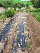 팜모닝 9월 농사계획 공유하기·참여글 게시글 이미지