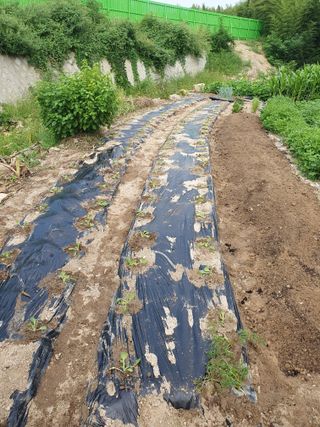 안지댁님의 9월 농사계획 공유하기 · 참여글 작성글 사진