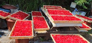 함영숙 님의 고추 · 영농일지 작성글 사진