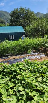 팜모닝 고추·영농일지 게시글 이미지