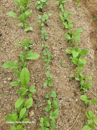 김용민님의 배추 · 영농일지 작성글 사진