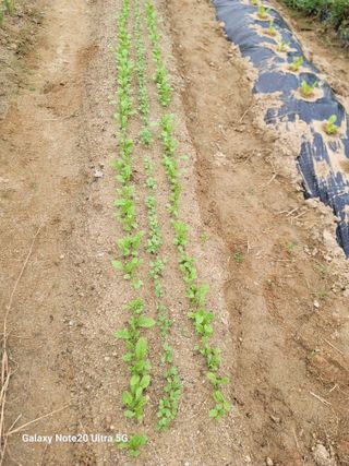 김용민님의 배추 · 영농일지 작성글 사진