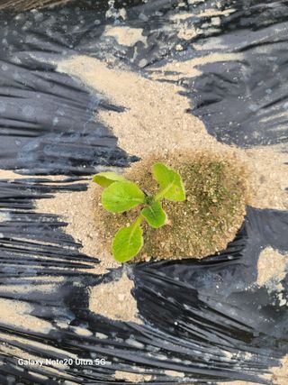 김용민님의 배추 · 영농일지 작성글 사진