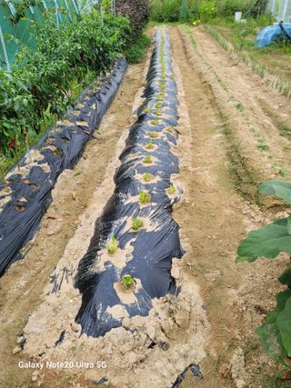 김용민님의 배추 · 영농일지 작성글 사진