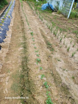 김용민님의 배추 · 영농일지 작성글 사진