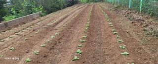 오이4915님의 배추 · 영농일지 작성글 사진