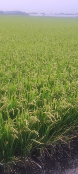 정진구님의 벼 · 영농일지 작성글 사진