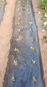 팜모닝 배추·영농일지 게시글 이미지