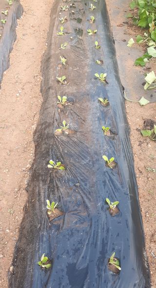 양승숙 (承光)님의 배추 · 영농일지 작성글 사진