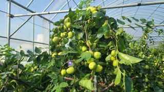 우창농원님의 자유주제 · 자유게시판 작성글 사진