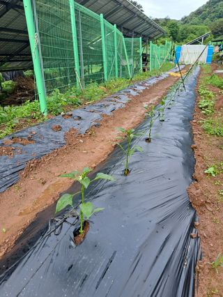 정자형님의 배추 · 영농일지 작성글 사진
