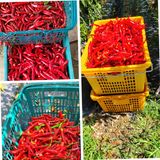 팜모닝 9월 농사계획 공유하기·참여글 게시글 이미지