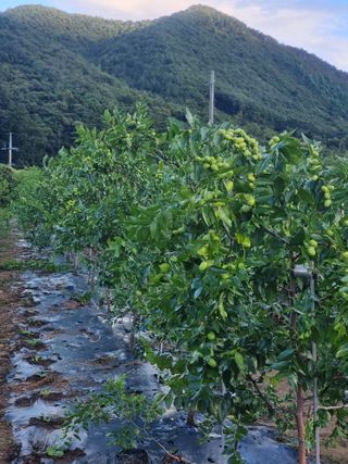 배추15855님의 9월 농사계획 공유하기 · 참여글 작성글 사진