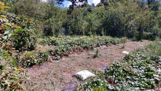 초보농부님의 고구마 · 영농일지 작성글 사진