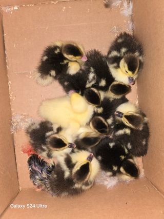 청계닭님의 배추 · 영농일지 작성글 사진