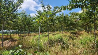 정진우님의 기타작물 · 영농일지 작성글 사진