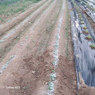 행복한누룩님의 기타작물 · 영농일지 작성글 사진