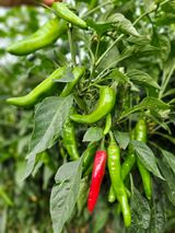 팜모닝 고추·영농일지 게시글 이미지