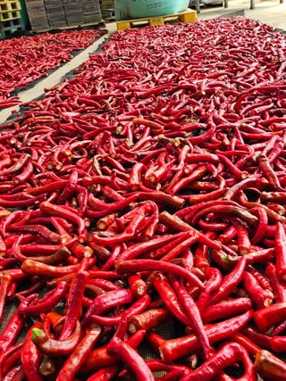 김덕조님의 고추 · 영농일지 작성글 사진