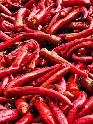 김덕조님의 고추 · 영농일지 작성글 사진