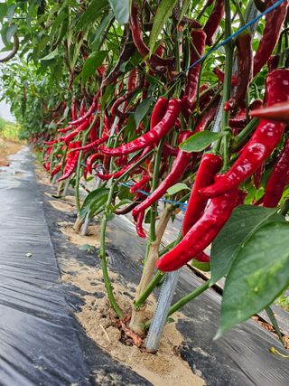 김덕조님의 고추 · 영농일지 작성글 사진