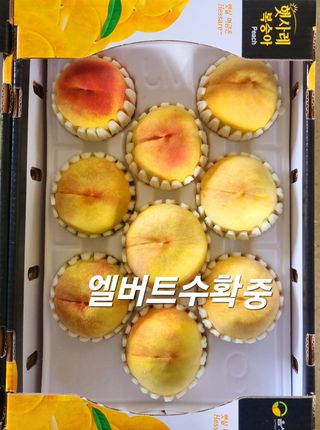 햇사레맨(이용삼)님의 복숭아 · 영농일지 작성글 사진