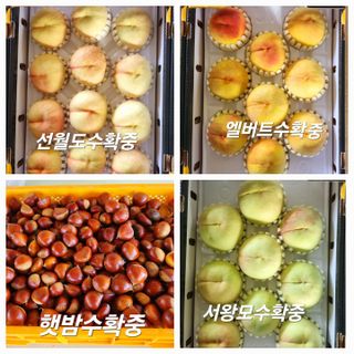 햇사레맨(이용삼)님의 복숭아 · 영농일지 작성글 사진