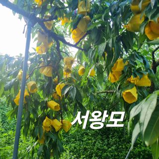 햇사레맨(이용삼)님의 복숭아 · 영농일지 작성글 사진