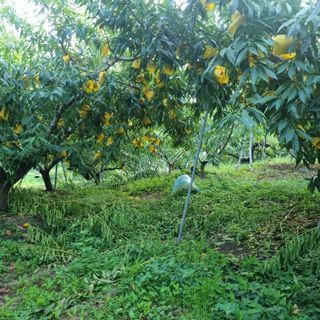 햇사레맨(이용삼)님의 복숭아 · 영농일지 작성글 사진