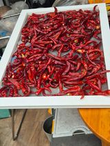 팜모닝 고추·영농일지 게시글 이미지