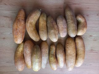 손종철님의 오이 · 영농일지 작성글 사진