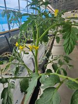 팜모닝 토마토·영농일지 게시글 이미지