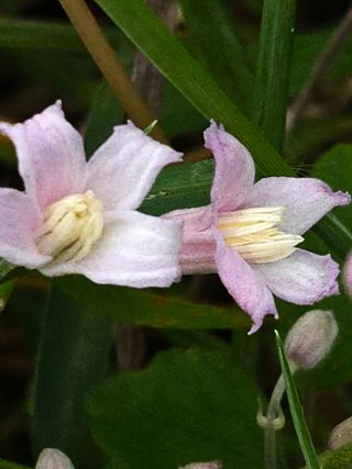 두메농원님의 기타작물 · 영농일지 작성글 사진