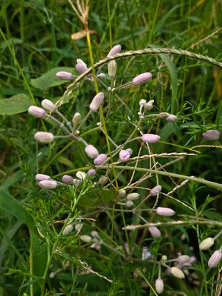 두메농원님의 기타작물 · 영농일지 작성글 사진