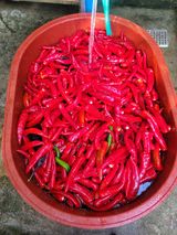 팜모닝 고추·영농일지 게시글 이미지