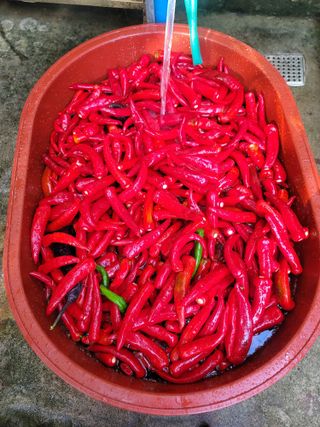 산솔바람님의 고추 · 영농일지 작성글 사진