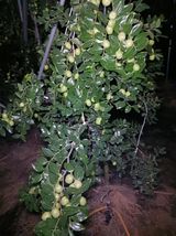 팜모닝 기타작물·영농일지 게시글 이미지