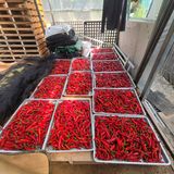 팜모닝 고추·영농일지 게시글 이미지