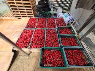 진기용님의 고추 · 영농일지 작성글 사진