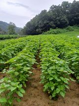 팜모닝 들깨·영농일지 게시글 이미지