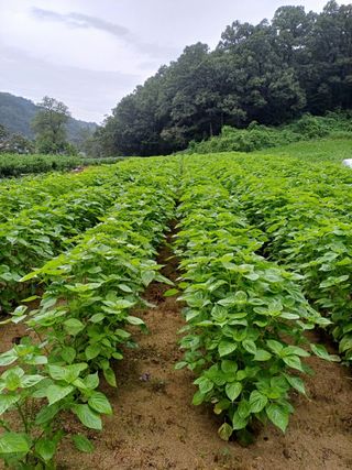 효명 이승배님의 들깨 · 영농일지 작성글 사진