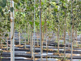 청주자작나무님의 기타작물 · 영농일지 작성글 사진