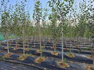 청주자작나무님의 기타작물 · 영농일지 작성글 사진