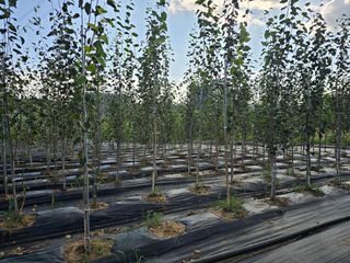 청주자작나무님의 기타작물 · 영농일지 작성글 사진