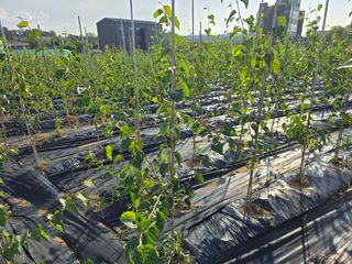 청주자작나무님의 기타작물 · 영농일지 작성글 사진