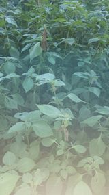 팜모닝 들깨·병해충상담 게시글 이미지