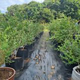 팜모닝 블루베리·영농일지 게시글 이미지