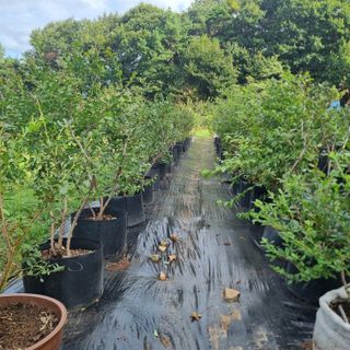 금송농원정시훈님의 블루베리 · 영농일지 작성글 사진