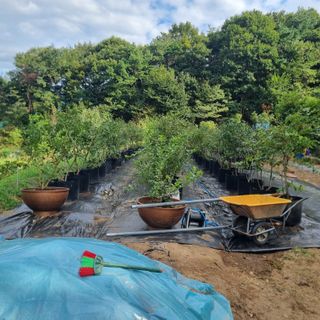 금송농원정시훈님의 블루베리 · 영농일지 작성글 사진